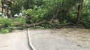 Последствия стихии: ветер повалил в Ростове 26 деревьев