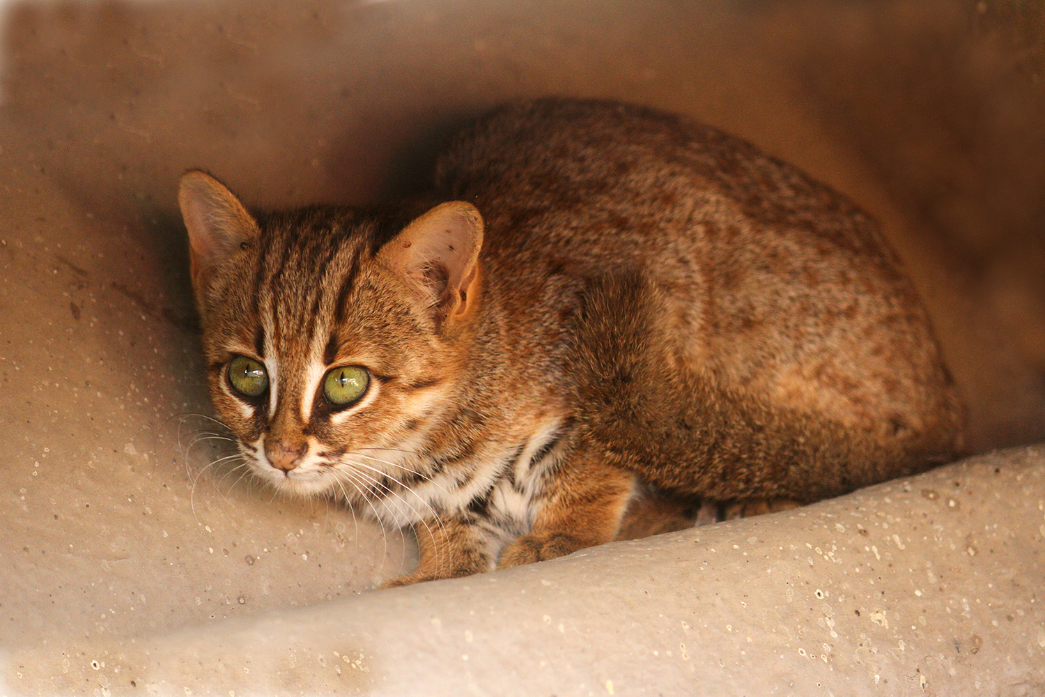 Ржавая кошка считается самой маленькой дикой кошкой Азии