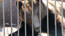 «По документам это собака породы медвежонок»: в Прикамье у трассы четыре года живет медведь