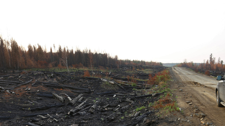 Лесные пожары на севере Красноярского края начали тушить с самолетов МЧС