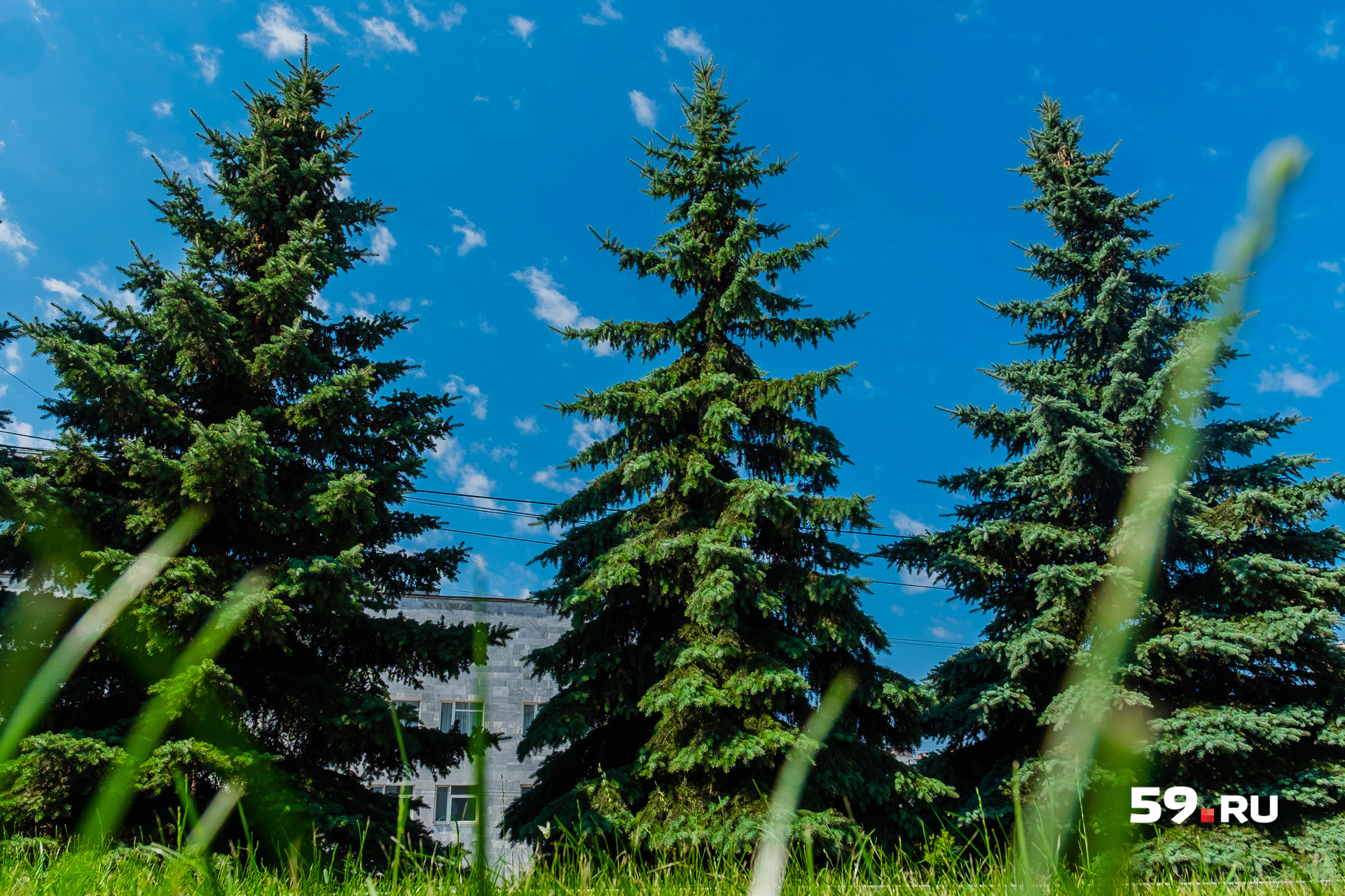 Два дня ели. Ель дерево в городе. Городские ели летом. Пермь голубые ели. Синие ели летом в городе.