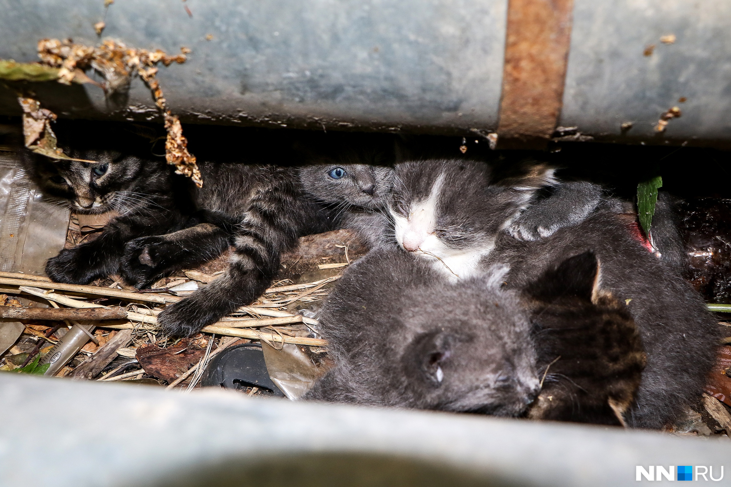 Это одно из первых фото котят. Мама «свила им гнездо» в мусоре под трубами. Наш Жиробасик на фото слева. Посмотрите, остальным комочкам тоже нужны хозяева