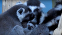 Опять пополнение: у лемуров в Новосибирском зоопарке родились забавные детёныши