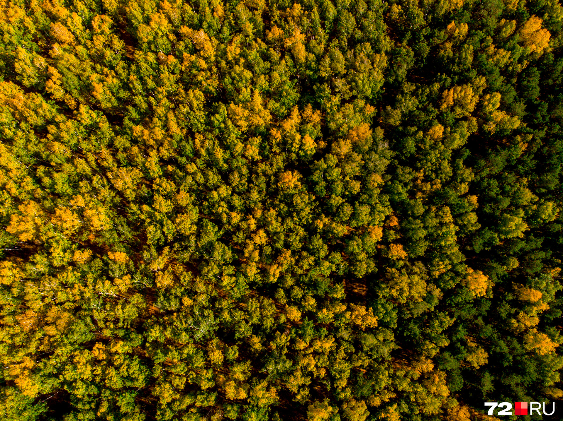 Природа осенью не скупится на яркие краски и как по волшебству окрашивает зеленые деревья в желто-красные оттенки