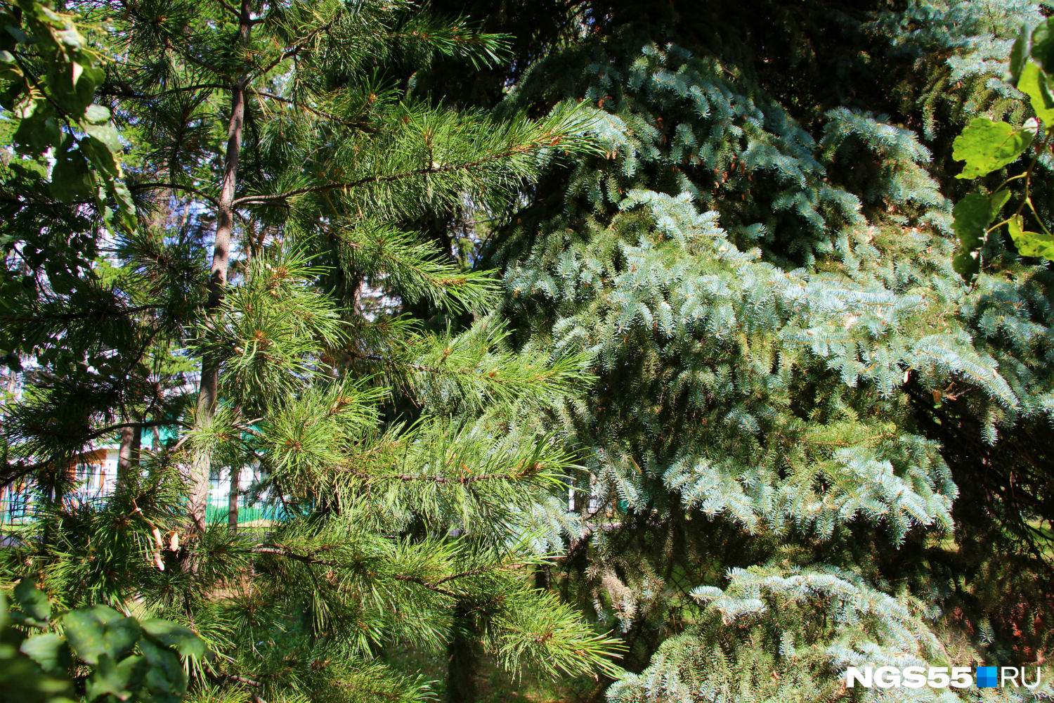 Здесь встречается много деревьев хвойных пород, в том числе кедровая сосна, которую в Омске ошибочно называют кедром — в России настоящие кедры вообще не растут, а любимые многими орешки на самом деле «сосновые»