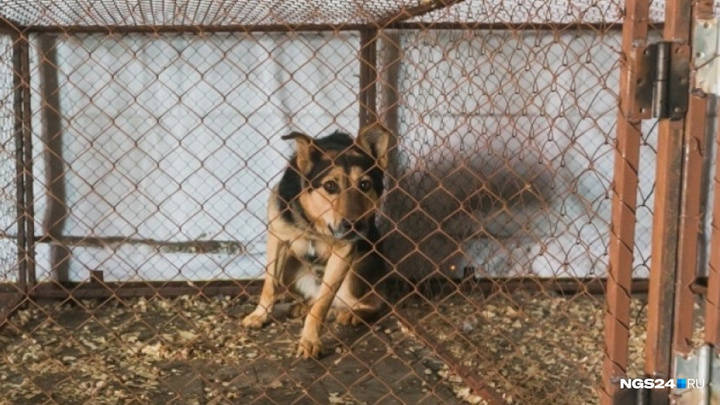 Школы и садики Красноярска предложено оснастить отпугивателями собак за 100 тысяч