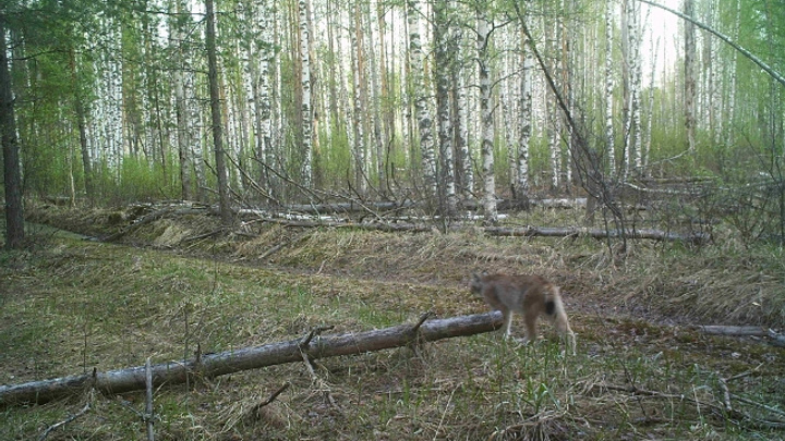 В Керженском заповеднике фотоловушки поймали рысей и стаи волков