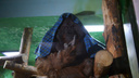 Видео: 160-килограммовый орангутан Захар уехал из Новосибирска в Екатеринбург