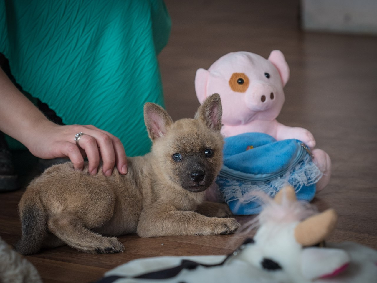 Маленькая красная волчица уже подросла. <a href="https://ngs24.ru/text/animals/2018/05/10/54409731/" target="_blank" class="_">Она родилась у пары волков Кайф и Верона</a>, но молодые родители от неё отказались:( Маленькая красная волчица уже подросла. <a href="https://ngs24.ru/text/animals/2018/05/10/54409731/" target="_blank" class="_">Она родилась у пары волков Кайф и Верона</a>, но молодые родители от неё отказались:(