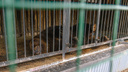 В Самарском зоопарке медведя Умку посадили на диету