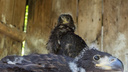 В ростовском зоопарке вылупились два птенца орлана-белохвоста