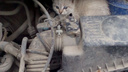 Котята под капотом: спасатели попросили новосибирцев искать в машинах животных