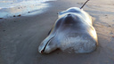 «Не справился с управлением»: жители Лопшеньги нашли на берегу мертвого краснокнижного кита