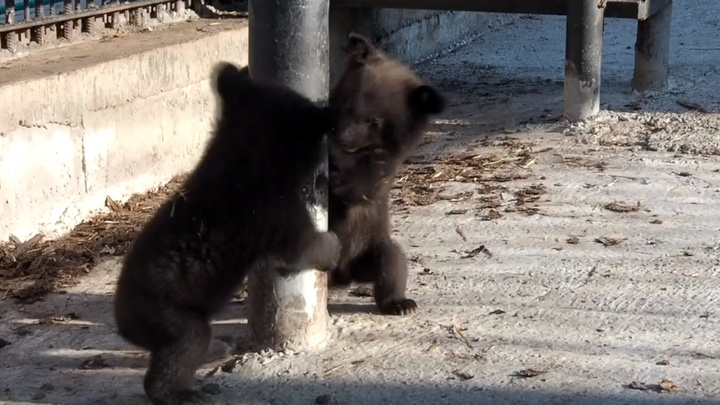 На трассе в районе Кодинска заметили троих медвежат без медведицы