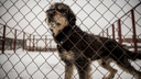 Новосибирцы начали забирать бездомных собак после слухов о массовом усыплении псов перед Новым годом