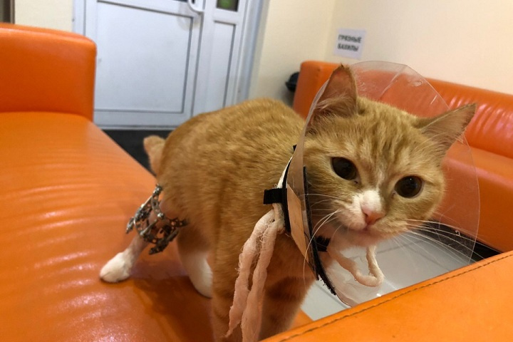 Ветеринары отказались усыплять кошку со сломанной лапой и выходили её 18  июня 2019 г - 18 июня 2019 - НГС.ру