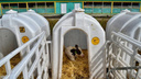 В Самарской области будут разводить голландских коров