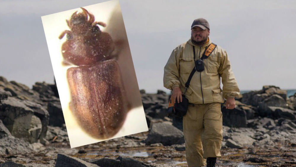 «Изучал по гениталиям»: ярославский учёный назвал новый вид жуков в честь Егора Летова