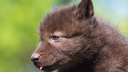 В Самарском зоопарке родились шесть канадских волчат