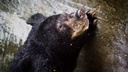 «Из цирка сбежал медведь»: в Самаре подросток переполошил полицейских