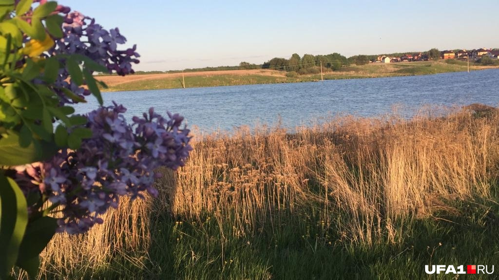 Вот так выглядел водоем прошлым летом Вот так выглядел водоем прошлым летом