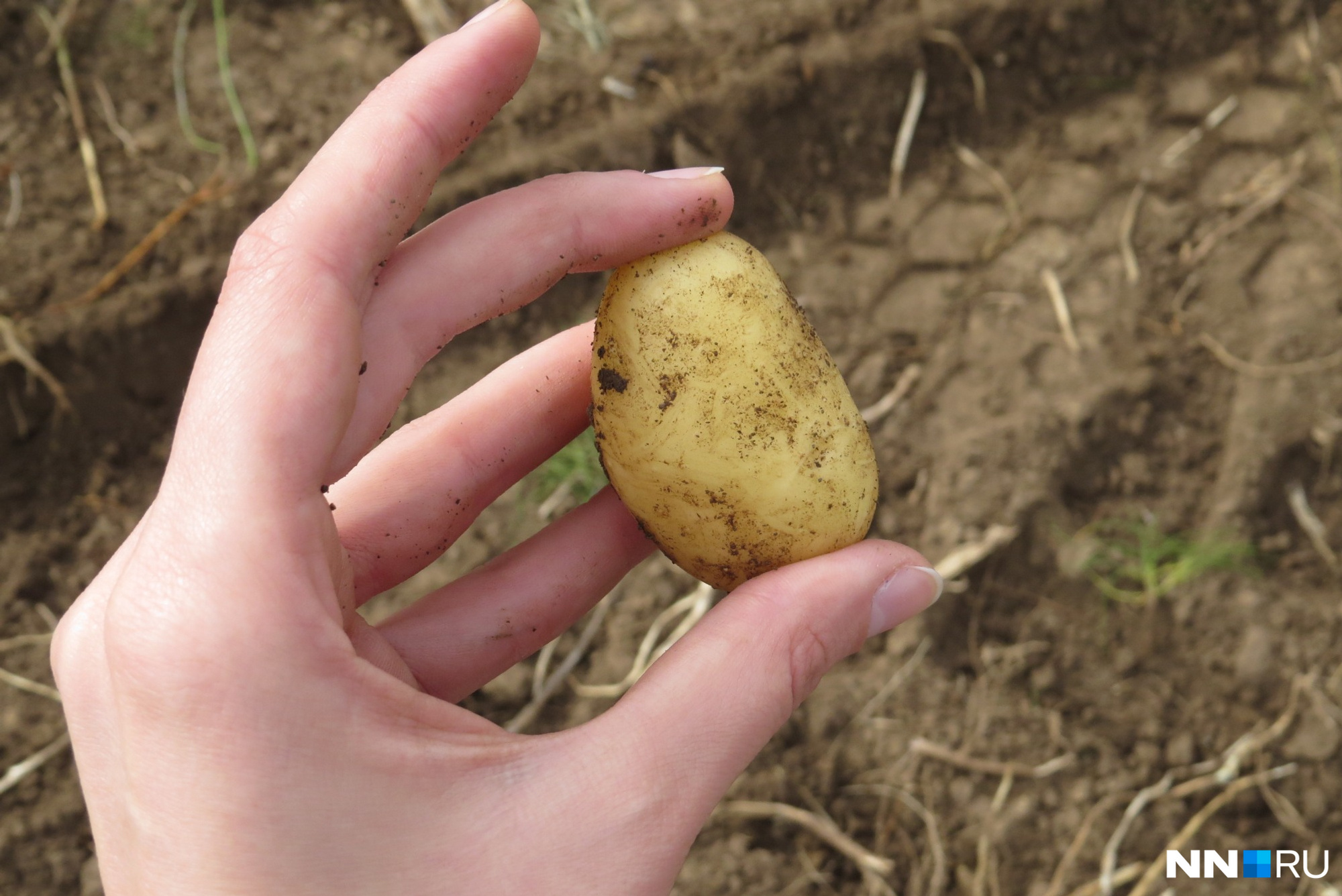С одного гектара здесь собирают от 50 тонн картофеля