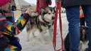 Под Новосибирском провели фестиваль с катанием на собачьих упряжках
