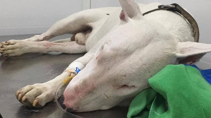 Пес Тор попал в реанимацию после 17-дневной голодовки в лесу с хозяином