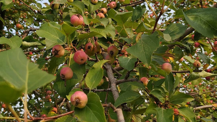 Красноярцы начали собирать яблоки на острове Татышеве и делать из них пироги