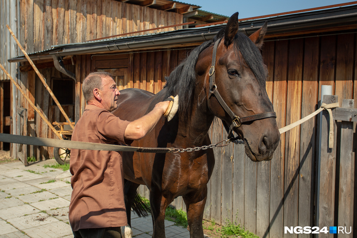 Каждый день лошадей ждут обычные процедуры — чистка шерсти, копыт 