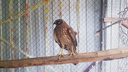 Видео: новосибирцы выпустили на волю хищную птицу-паникёра