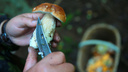 Играем в «Съедобное — несъедобное»: собери корзину грибов и не отравись