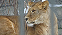 В Новосибирском зоопарке поселилась новая львица — она попала на фото посетителей