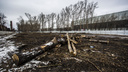 Вдоль улицы Сибиряков-Гвардейцев срубили деревья, чтобы построить СТО
