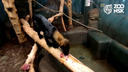 Новосибирский зоопарк сделал для больших куниц полосу препятствий из мяса