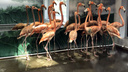 В Новосибирский зоопарк приехали 14 кубинских фламинго из Чехии