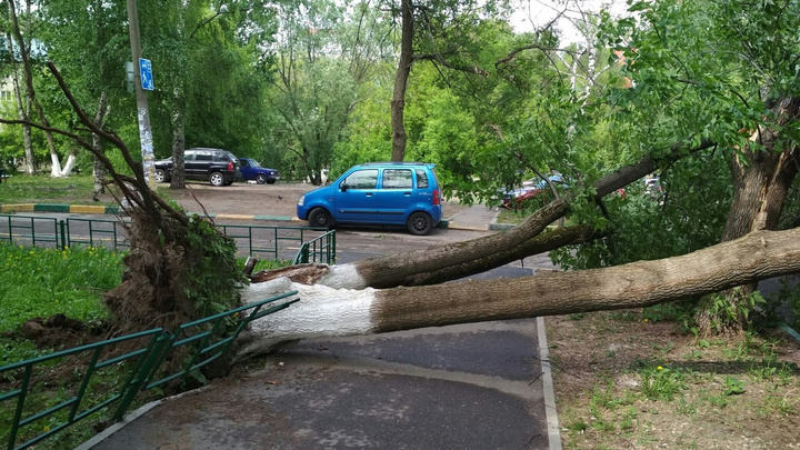 Эксперт рассказал о причинах массового падения деревьев в Нижнем Новгороде во время урагана