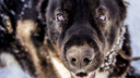 Домашняя собака напала на хозяев: в Ярославской области у пса нашли бешенство