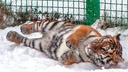 В ярославском зоопарке будут разводить амурских тигров