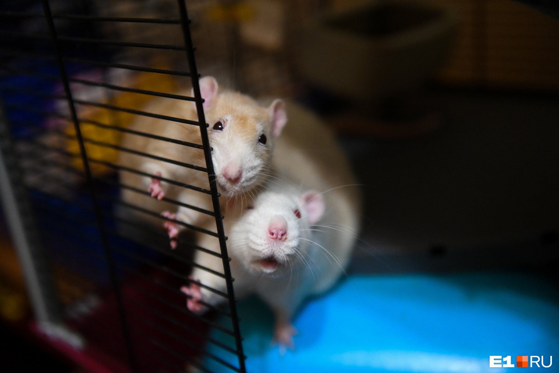Отвечаем на вопросы про крыс к году Крысы - 27 декабря 2019 - Е1.ру
