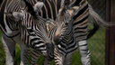 Полный «Мадагаскар»: в челябинском зоопарке выбрали имя новорождённой зебре