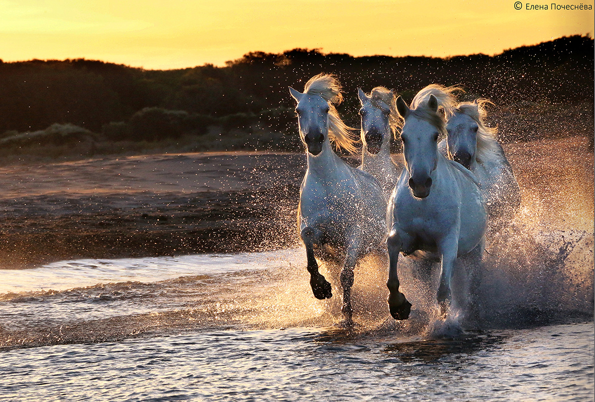Дикие лошади Камарга. Фото Елены Почеснёвой