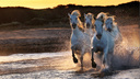 Лаванда и дикие лошади: новосибирский фотограф открыла выставку с красивейшими кадрами юга Франции