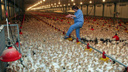 В «Евродоне» новая вспышка птичьего гриппа