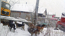 В Первомайском районе отловили шесть собак из стаи, терроризирующей детей