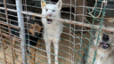 «Псы ели друг друга от голода»: волонтёры рассказали об ужасах приюта для животных в Новочеркасске