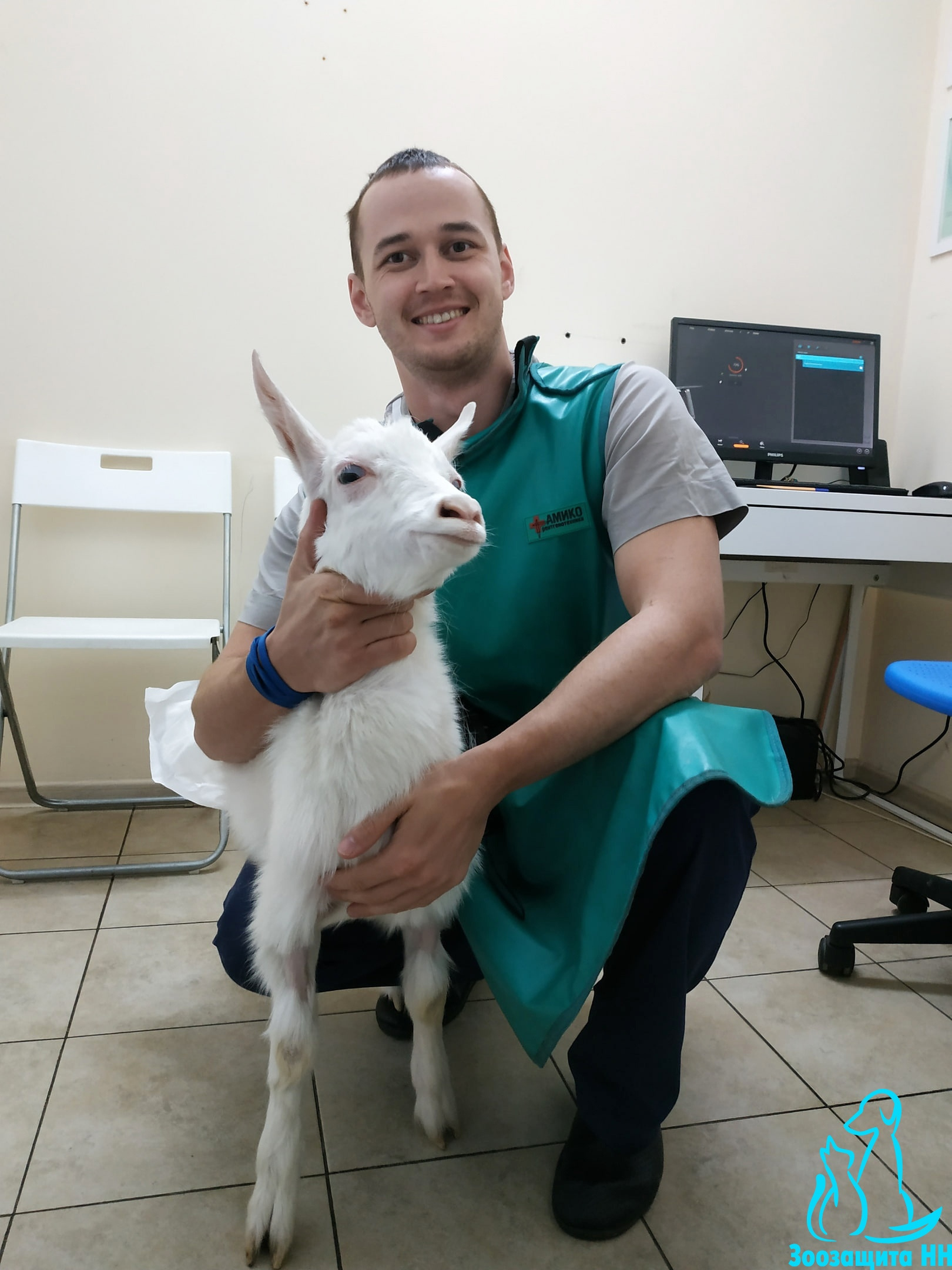 На фото козлик на приеме у ветврача Дмитрия Карелкина На фото козлик на приеме у ветврача Дмитрия Карелкина