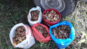 Опята пошли: новосибирец собрал в лесу рекордный урожай грибов