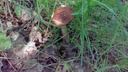 Сезон открыт: три секретных места в ярославских лесах, где уже пошли грибы