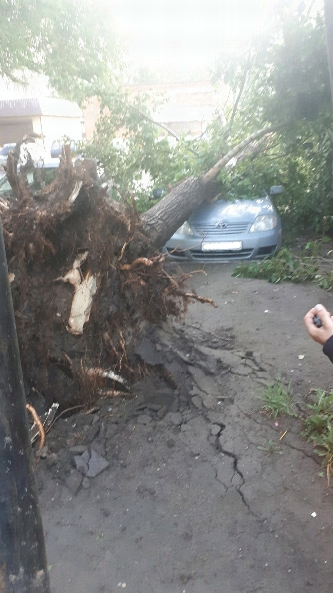 Дерево упало на несколько припаркованных автомобилей